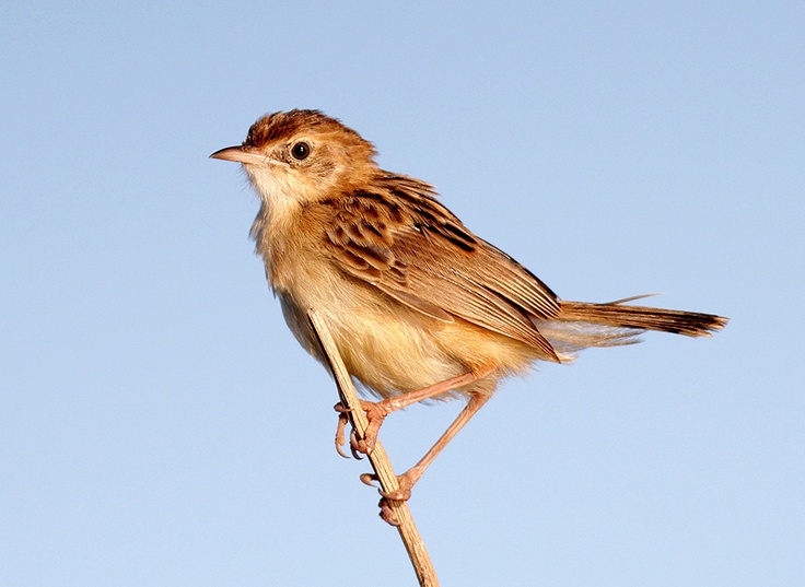 Zitting Cisticola.  Photographed and kindly provided to us b