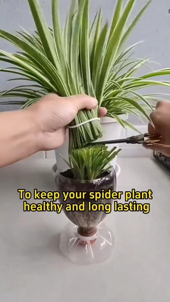 #plant #plantbased #plants #plantlover #plantsofinstagram #p