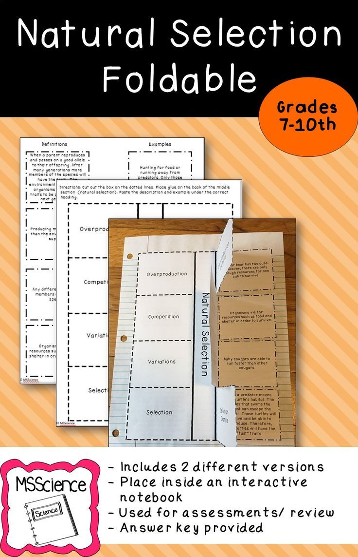 This natural selection foldable works great for either a rev