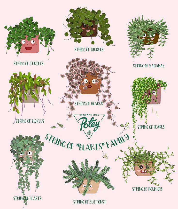 Amazing "string of …" plants family!🤣 ⁠ How many String Succ