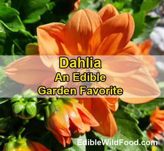 Dahlia is an edible flower that has been used historically t