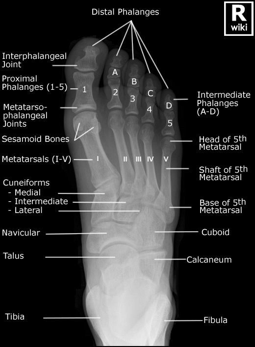 Radiographic Anatomy of the Foot Oblique view: