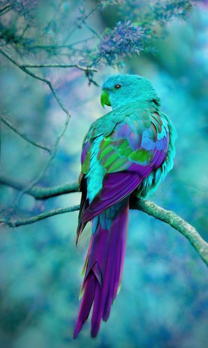 Turquoise and Purple ~ Australian Parrot