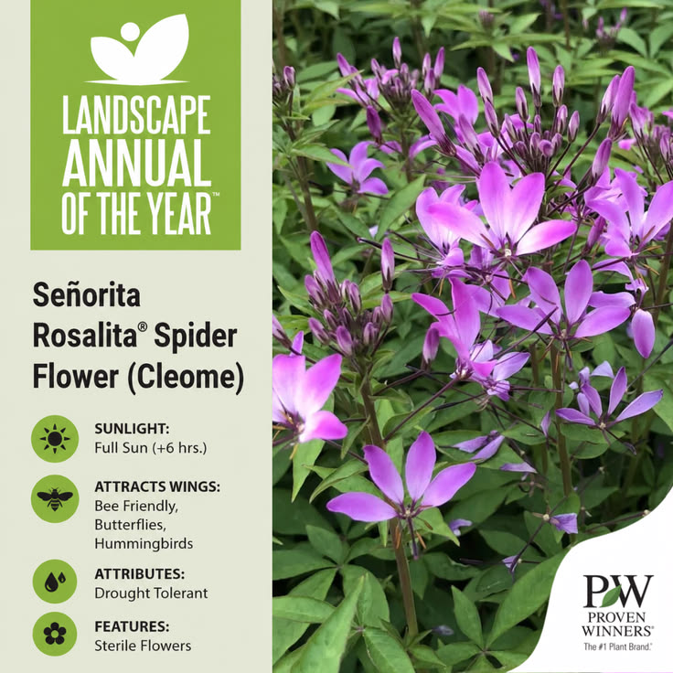 Introducing the Proven Winners® Landscape Annual of the Year