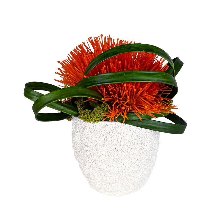 Orange Sea Urchin Flower and Looped Leaves in White Coral Va