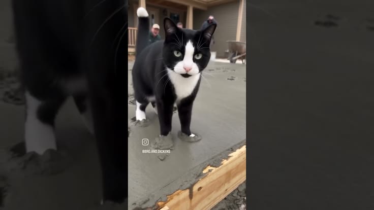 Look who decided to help with the concrete 🐾🏗️ #cat #kitten 