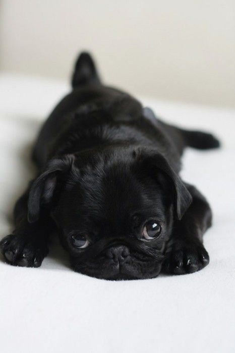 cutest. little. thing.