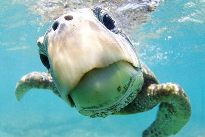 Turtles make everything better.
The world is your turtle, ex