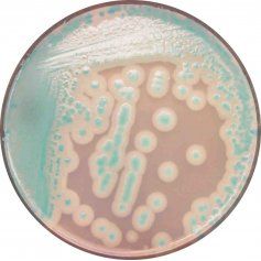 Bacillus cereus