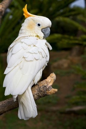 cockatoo