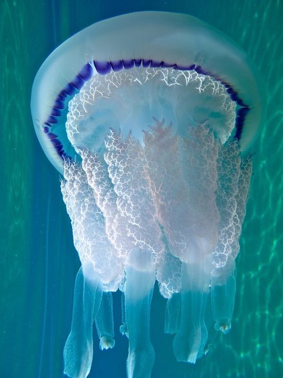 Beautiful jellyfish in the Gulf of Follonica near Grosseto, 
