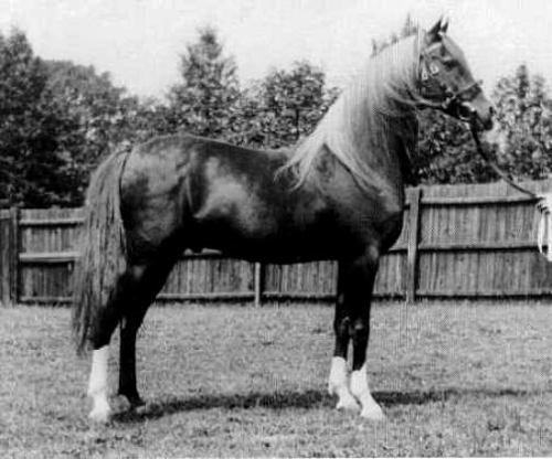 FERHAN (*Raswan x Fejr) 1925 chestnut stallion