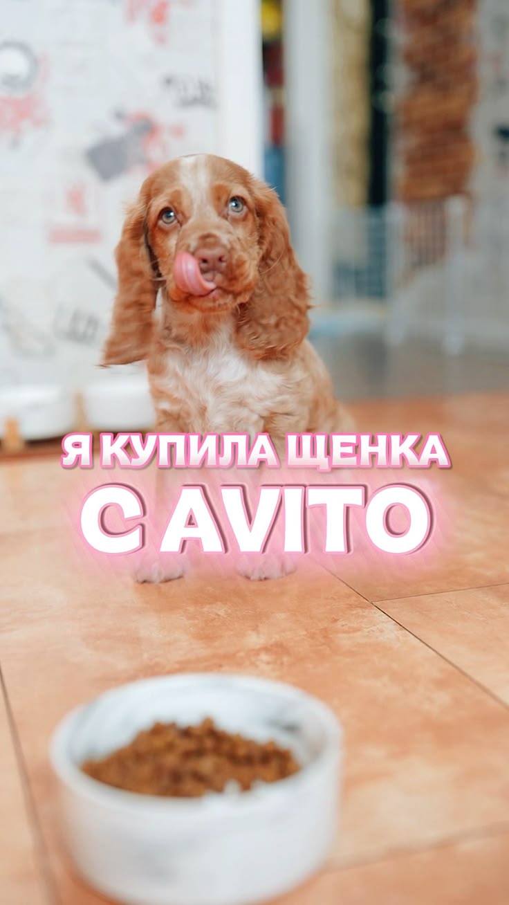 Я чуть не чокнулась…🐶🫠  Вечные пеленки и запах мочи, но меня
