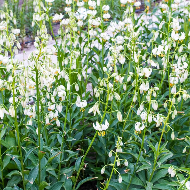 Martagon Lily Snowy Morning | K. van Bourgondien