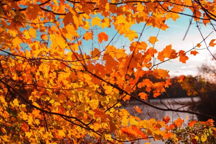 Web see see our 2023 fall foliage color map to get an idea o