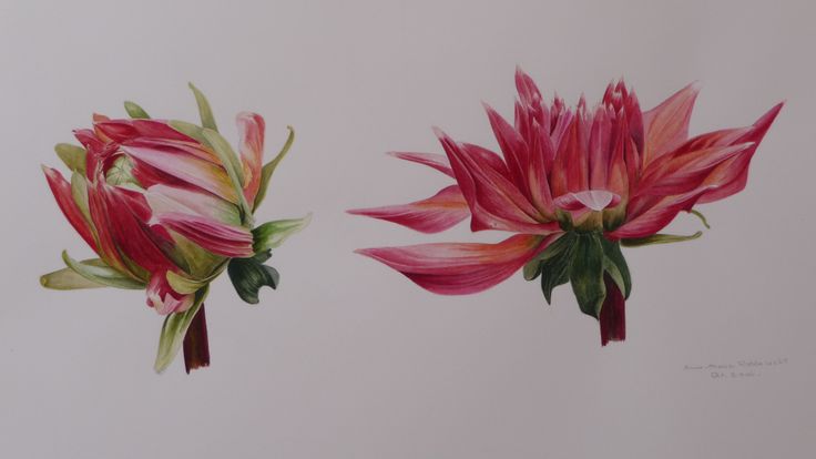Dahlia évolution - Aquarelle d'Anne-Marie Robberecht - Dahli