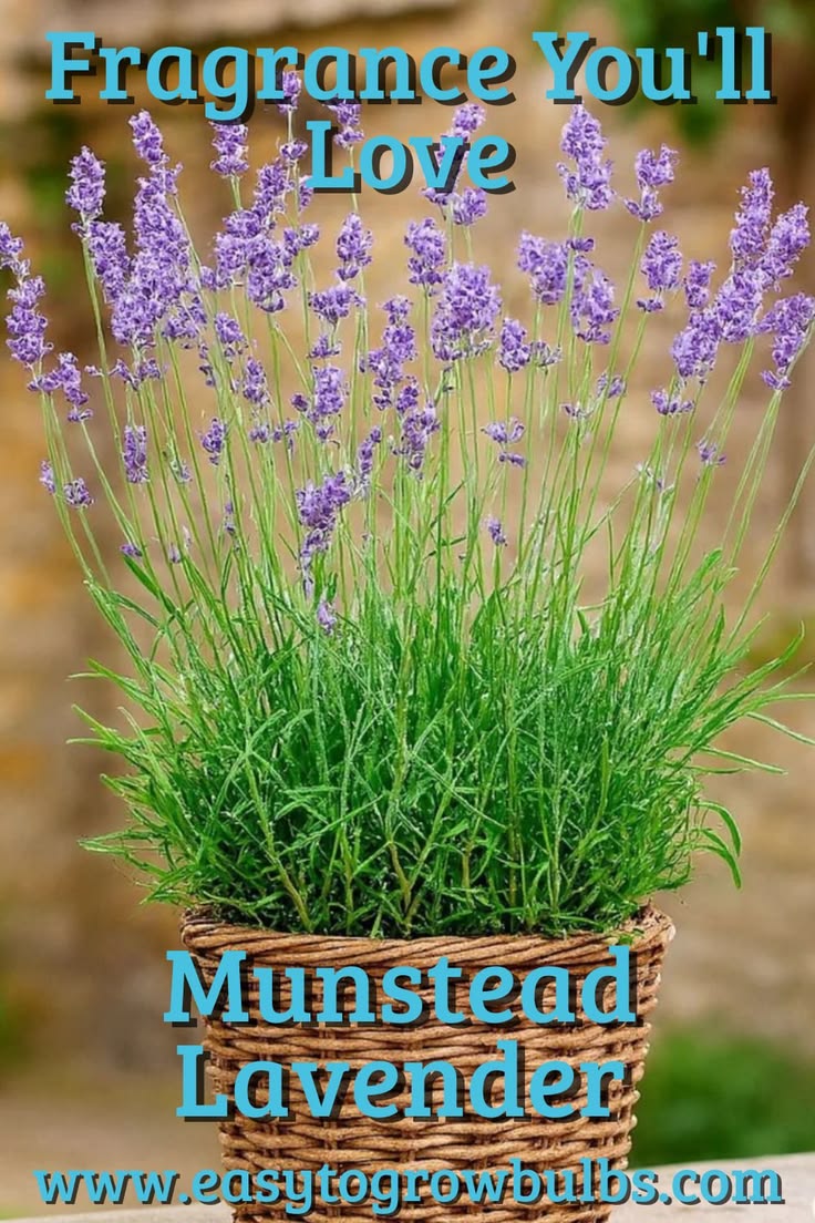 Fill your garden with soothing fragrance and timeless beauty