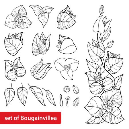 Bougainvillea set in contour for summer coloring book.