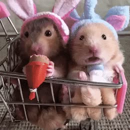 Goofy Gifs To Make You Grin | CutesyPooh