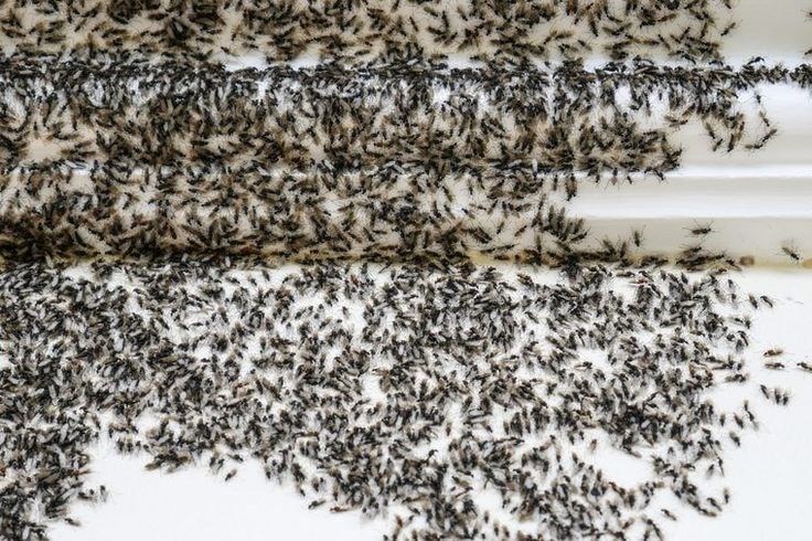 Kick pesky ants out of your house and back to their colony w