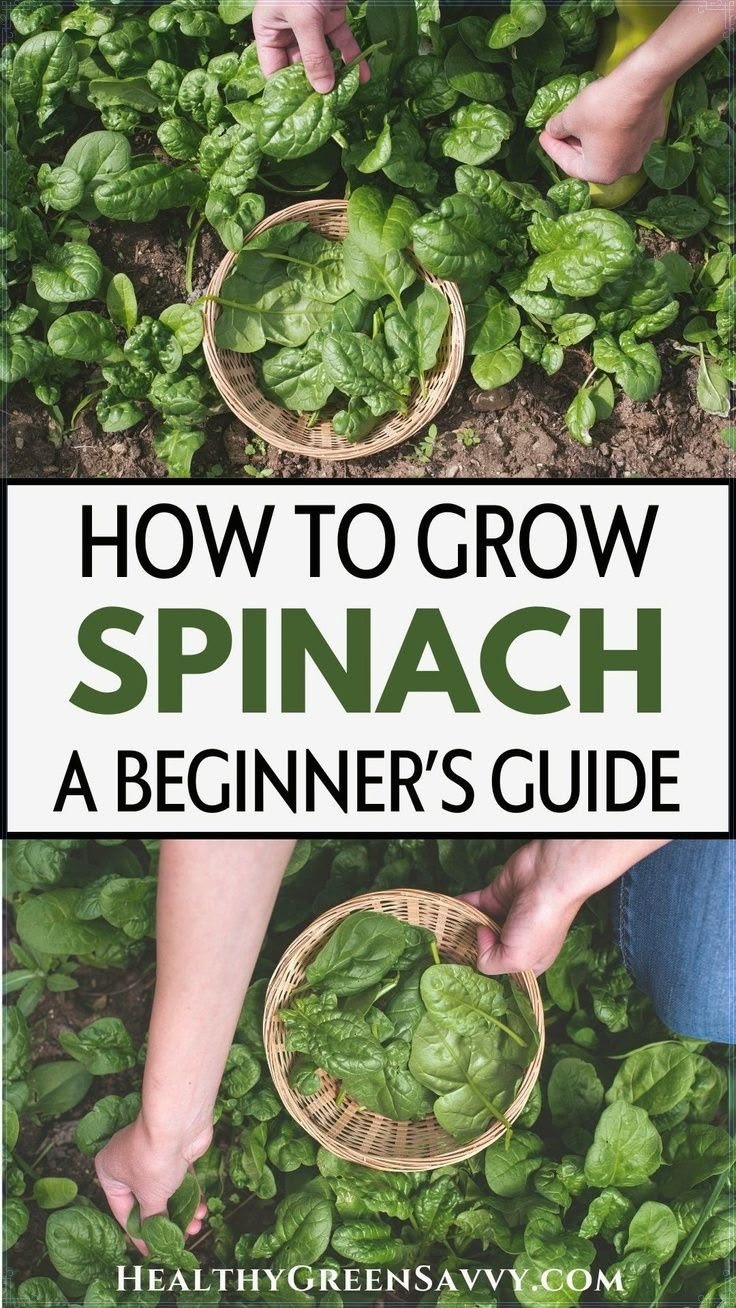 Interested in growing spinach in your garden? Here's what to