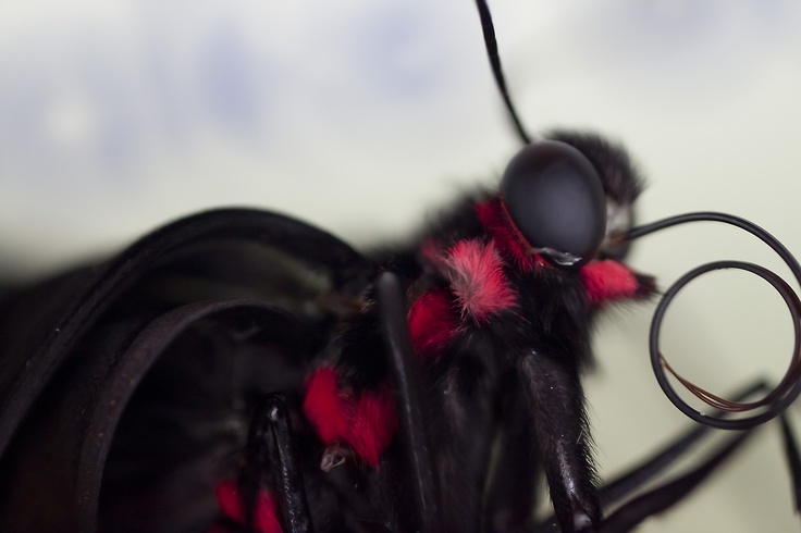 Macro shot of a butterfly