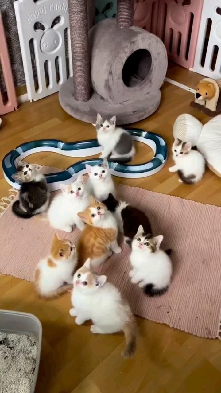 #cutecat #catlovers #adorablepets #furryfriends #meow #catso