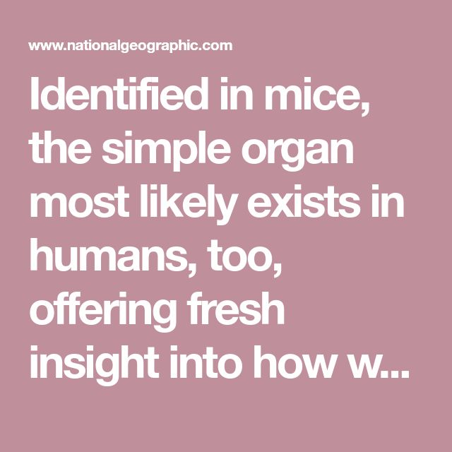Identified in mice, the simple organ most likely exists in h