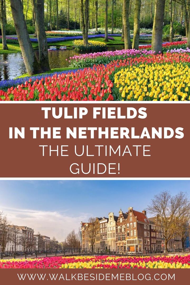 The Netherlands are famous for their beautiful and colorful,