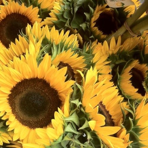 <3 sunflowers