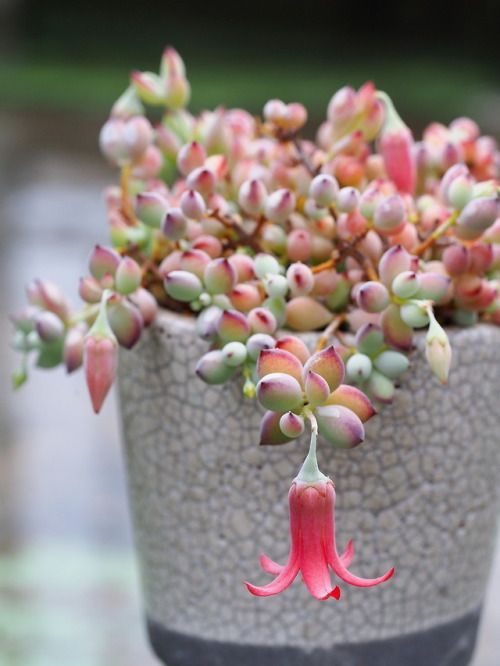 Cotyledon Pendens (The Trailing Cliff Cotyledon) | Succulent