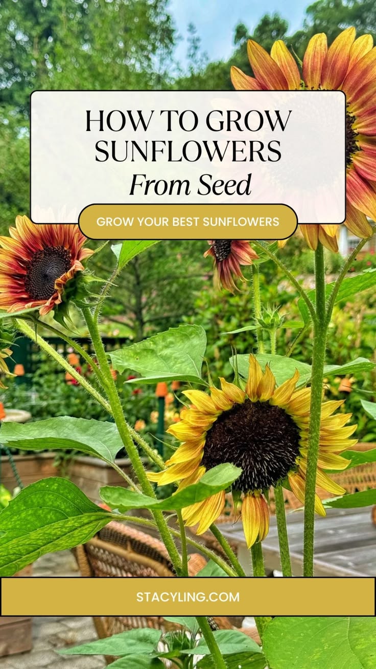 Learn how to grow sunflowers from seed with tips on direct s