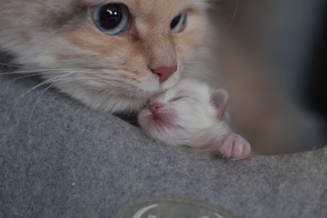 Make one special photo charms for your pets, 100% compatible