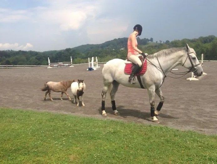 Horses are big and strong animals that are very beautiful to