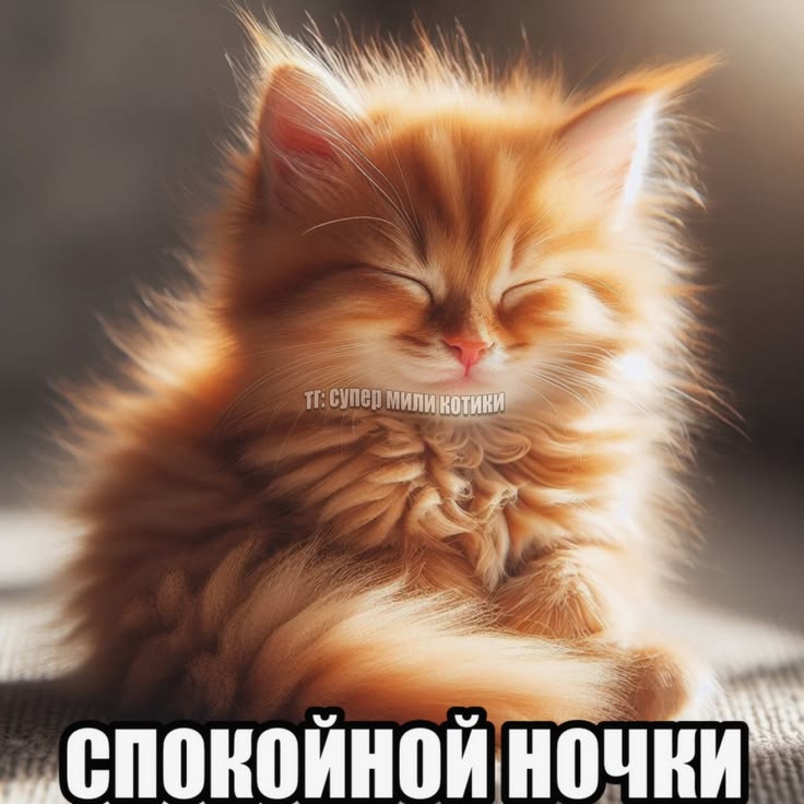 ТГ: СУПЕР МИЛИ КОТИКИ