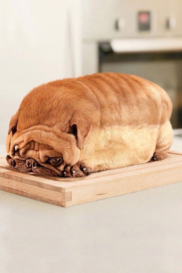 Dog loaf . . . . WIERD!!!!
