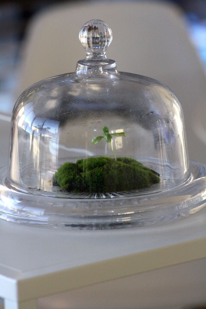 I've had a go at making a dry climate & wet climate terrariu