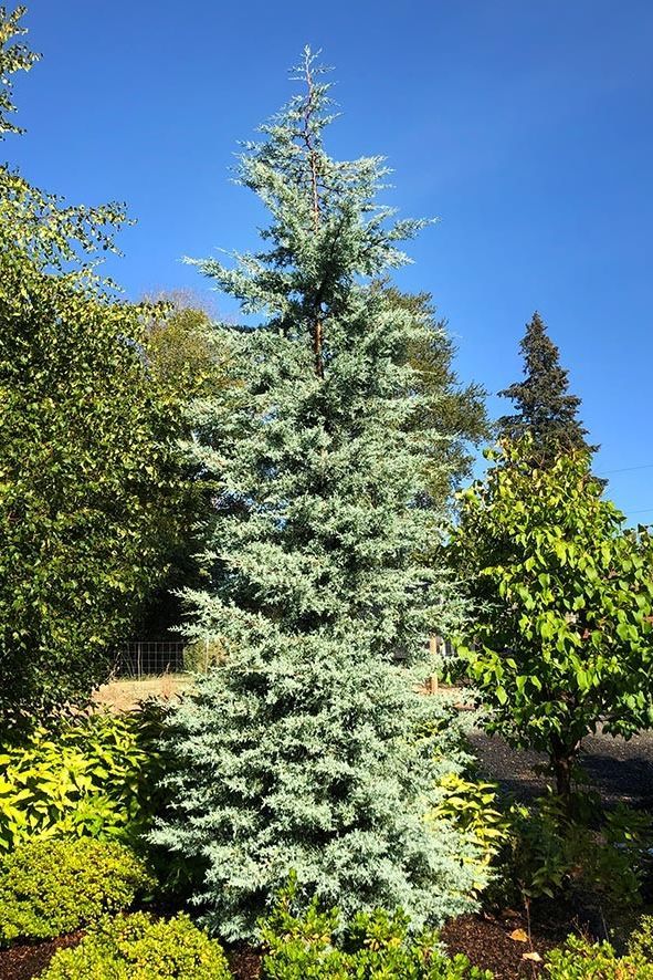 Announcing CRYSTAL FROST™ Arizona cypress (Hesperocyparis ar