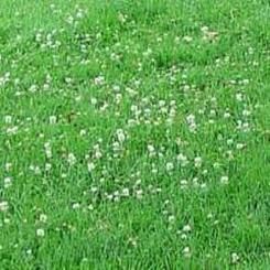 The Dirty Gardener Sun and Shade Lawn Seed with Clover, 5 Po
