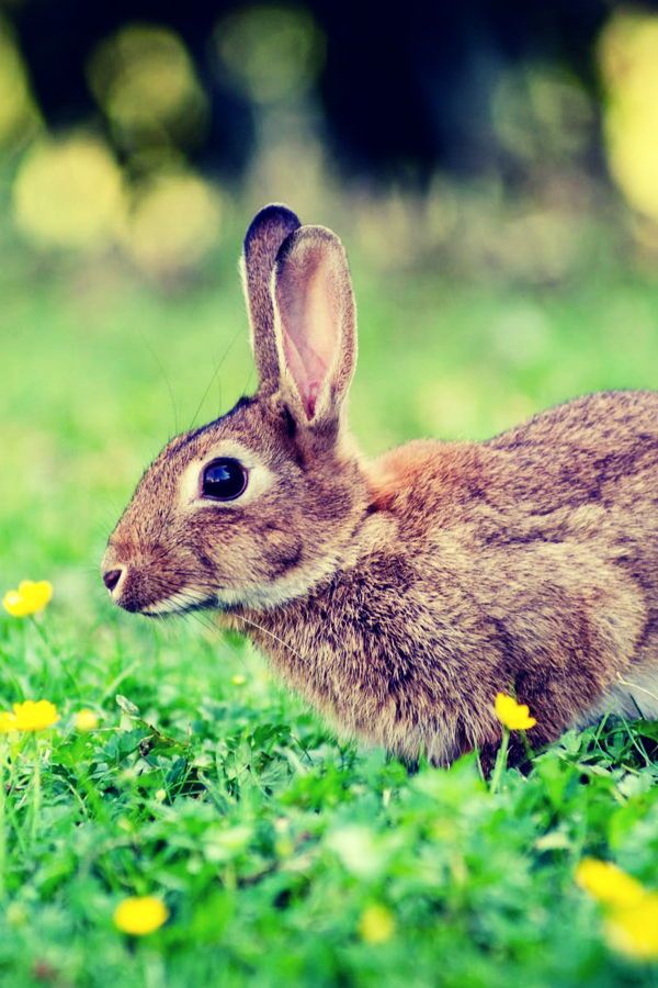 Did you know that jackrabbits are not actually rabbits? They