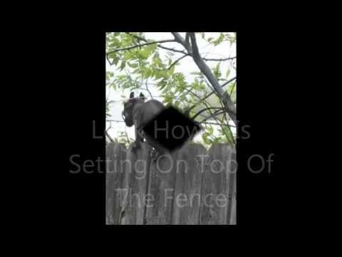 ▶ Is This A Baby Jersey Devil - YouTube. Is that a Baby Jers