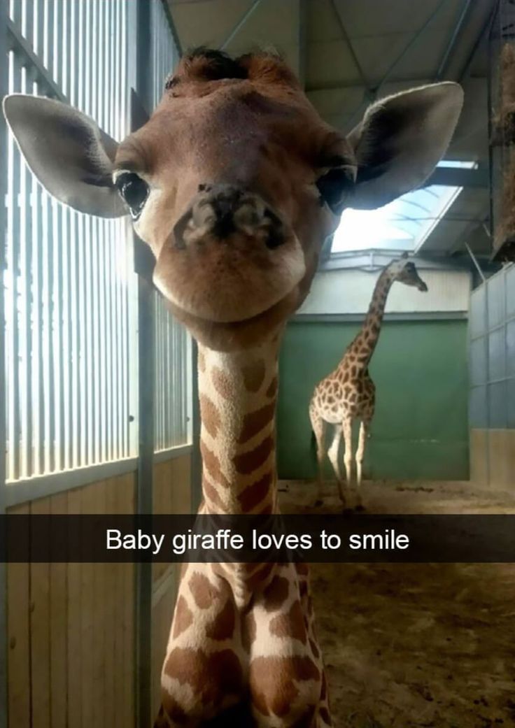 10 Smiling Animals to Brighten Your Day