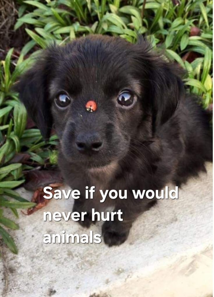 I WOULD NEVER HURT SUCH CUTIE PIES