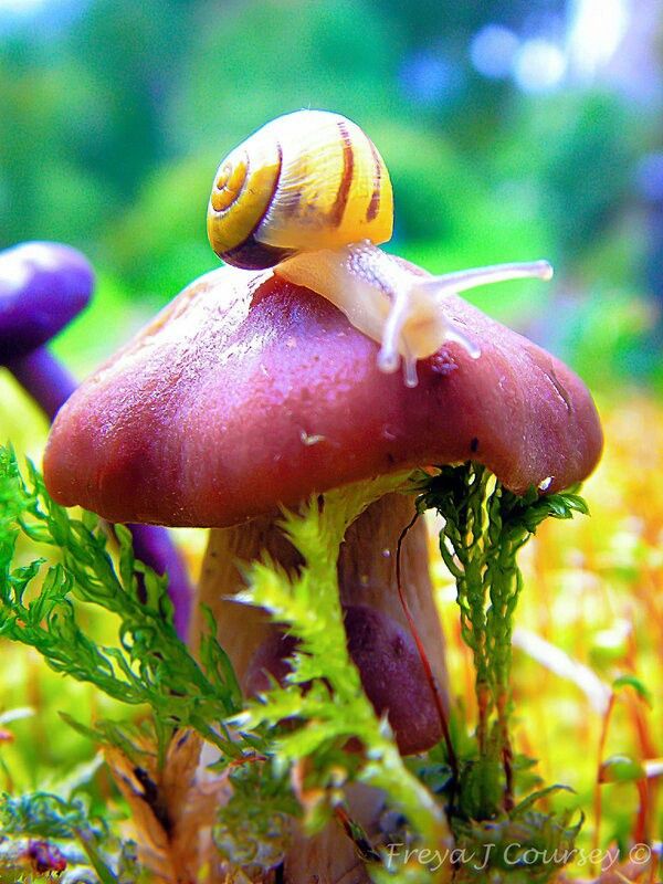 Fairies environment