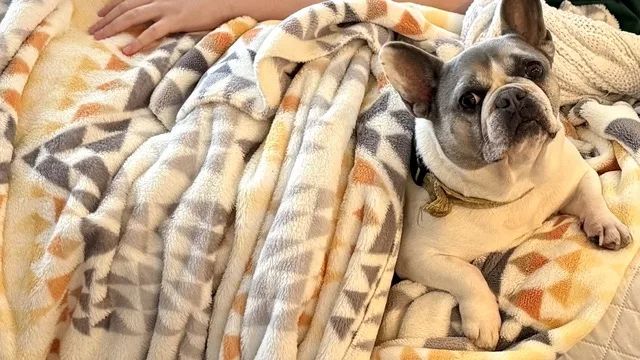 Brand new Pendleton blankets from Costco are super soft and 