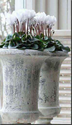 Cyclamen