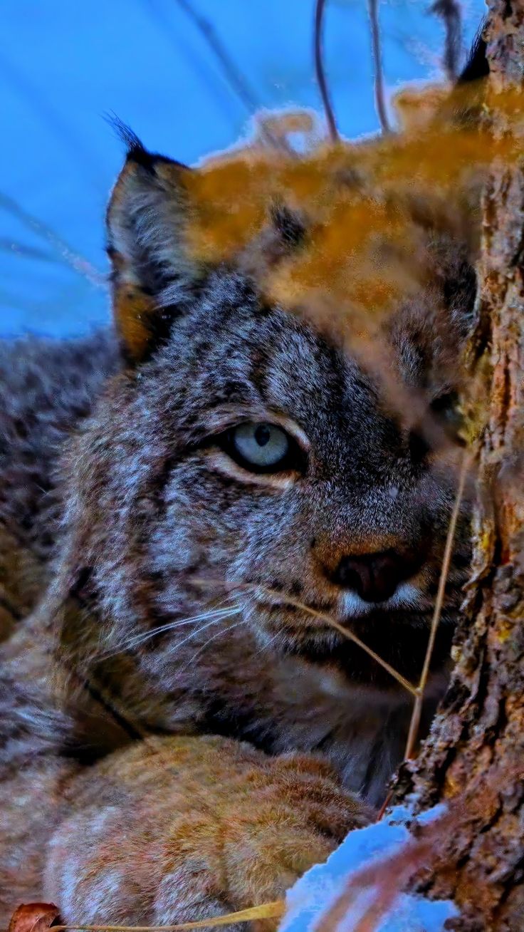 Watch this incredible Canadian lynx blend perfectly with its