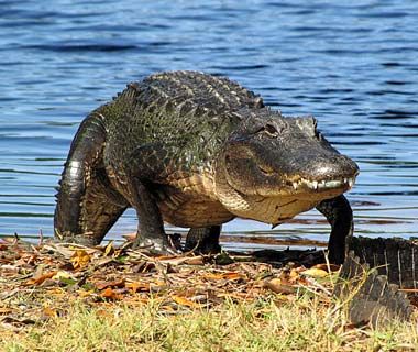 Everglades National Park, Florida www.aerojetservices.com