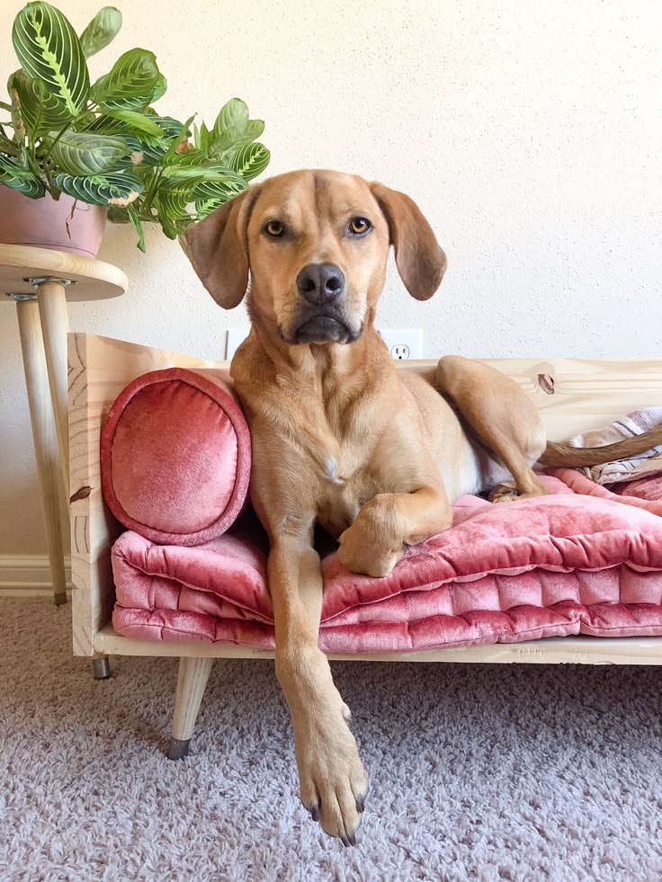 Easy Dog Bed DIY