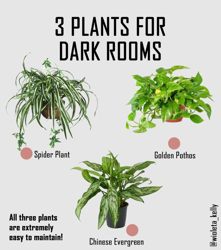 Plants for dark rooms
